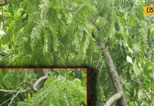 benefits of khadir bark chhal churna powder ke fayde Panacea for stomach and skin – Bharat.one हिंदी