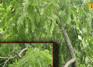 benefits of khadir bark chhal churna powder ke fayde Panacea for stomach and skin – Bharat.one हिंदी