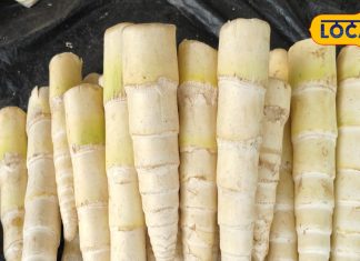 सिर्फ बरसात के मौसम में 10 दिन मिलती है ये सब्जी, स्वाद ऐसा कि भूल जाएंगे चिकन