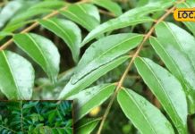 how many to eat per day curry leaves with mustard oil health benefits for hair and side effects – Bharat.one हिंदी