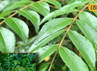 how many to eat per day curry leaves with mustard oil health benefits for hair and side effects – Bharat.one हिंदी