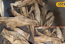 शरीर में ताकत भर देगी ये औषधि, त्वचा को भी बनाए चमकदार, ऐसे करें इस्तेमाल