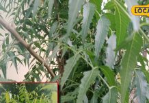 Neam Benefits and disadvantage Treatment of boils and skin diseases How much Neem leaves should be eaten – Bharat.one हिंदी