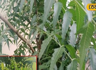 Neam Benefits and disadvantage Treatment of boils and skin diseases How much Neem leaves should be eaten – Bharat.one हिंदी