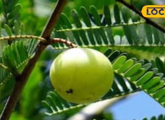 बारिश में इस खट्टे फल को अमृत से कम न समझें, बालों के लिए है रामबाण
