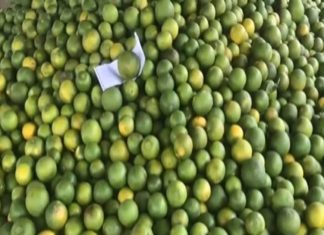 जालना की मोसंबी उत्तर भारत में हो रही मशहूर, हर दिन होता है 200-500 टन का निर्यात