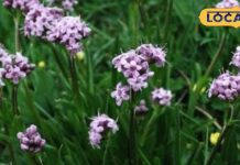 तेज बुखार और झड़ते बालों के लिए वरदान है यह औषधि! कुछ ही जगहों पर है मिलती, जानें कीमत