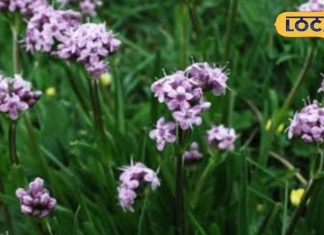 तेज बुखार और झड़ते बालों के लिए वरदान है यह औषधि! कुछ ही जगहों पर है मिलती, जानें कीमत