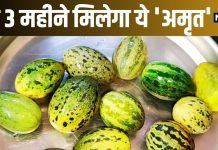 दिखने में छोटी, स्वाद में खट्टी, पर प्रोटीन का ‘कारखाना’ है ये सब्जी, बस 3 महीने मिलता है ये ‘अमृत’