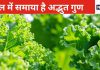 सेहत के लिए अमृत समान है केल, इसे न समझें मामूली पत्ता, सेवन से ठहर जाएगा उम्र का असर,
