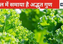 सेहत के लिए अमृत समान है केल, इसे न समझें मामूली पत्ता, सेवन से ठहर जाएगा उम्र का असर,