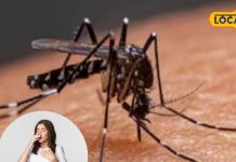 बारिश के बीच डेंगू-मलेरिया का खतरा, लापरवाही पड़ सकती है भारी, अपनाएं ये आयुर्वेदिक उपाय