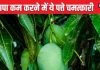 ये पत्ते तोंद में जमी चर्बी को गला कर 40 से 35 कर देंगे कमर की साइज, वजन घटाने का बेस्ट फॉर्मूला, ऐसे करें सेवन