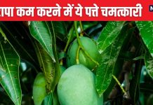 ये पत्ते तोंद में जमी चर्बी को गला कर 40 से 35 कर देंगे कमर की साइज, वजन घटाने का बेस्ट फॉर्मूला, ऐसे करें सेवन