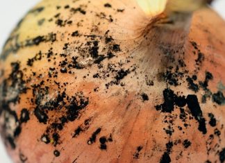 फंगस लगी प्याज खानी चाहिए या नहीं? सेहत पर क्या होगा असर, 99% लोग कर जाते हैं गलती, यहां समझें सही बात