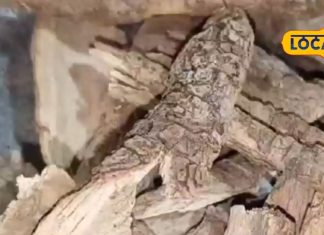 महिलाओं के लिए वरदान है यह औषधि! हर बीमारी को कर देती है छूमंतर, जानें कैसे करें सेवन