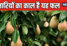खत्म होने वाला है इस बरसाती फल का सीजन, शरीर के लिए बेहद चमत्कारी, फायदे लूट सको तो लूट लो