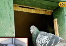 pigeon laying eggs on my balcony vastu remedies for home – Bharat.one हिंदी