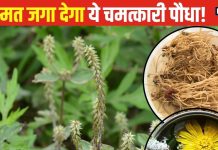 जब लगे मेहनत किस्मत नहीं दे रही साथ, इस पौधे से करें 5 उपाय, परेशानी होगी हल!