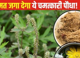 जब लगे मेहनत किस्मत नहीं दे रही साथ, इस पौधे से करें 5 उपाय, परेशानी होगी हल!