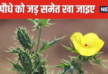 यह पौधा है या दवा का कारखाना, फूल-पत्ती से लेकर तना और जड़ भी खाने लायक ! धरती पर कुदरत का वरदान