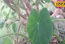 इस पर्व पर महिलाएं साल के एक दिन पत्तों पर खाना खाकर खोलती हैं व्रत