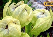 इस फूल को तोड़ने के लिए देवताओं से लेनी पड़ती है अनुमति, वरना लगता है दोष! जानें मान्यता