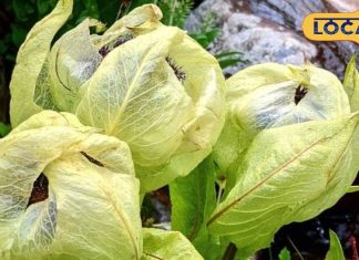 इस फूल को तोड़ने के लिए देवताओं से लेनी पड़ती है अनुमति, वरना लगता है दोष! जानें मान्यता