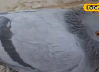 क्या घर में कबूतरों का घोंसला बनाना या अंडा देना शुभ है? या फिर बड़े संकट के संकेत!-Is it auspicious or inauspicious to make a nest of pigeons in the house and lay eggs, Acharya ji of Aligarh said this