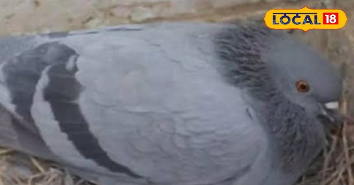 क्या घर में कबूतरों का घोंसला बनाना या अंडा देना