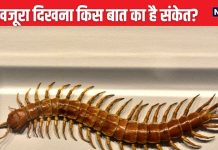 घर में कनखजूरा दिखना किस बात का है संकेत? क्या होना वाला है कोई अपशकुन, समझें इन शुभ-अशुभ संकेतों से