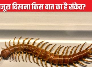 घर में कनखजूरा दिखना किस बात का है संकेत? क्या होना वाला है कोई अपशकुन, समझें इन शुभ-अशुभ संकेतों से