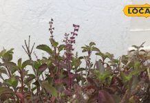 चाय में कौन सी तुलसी की पत्ती डालनी चाहिए…रामा या श्यामा? काशी के विद्वान से जानें सब