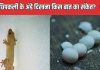 छिपकली का अंडा घर में दिखना शुभ या अशुभ? किस बात का है संकेत, गलती से भी टूट जाए तो होगी अनहोनी, जान लें वरना पछताएंगे