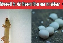 छिपकली का अंडा घर में दिखना शुभ या अशुभ? किस बात का है संकेत, गलती से भी टूट जाए तो होगी अनहोनी, जान लें वरना पछताएंगे