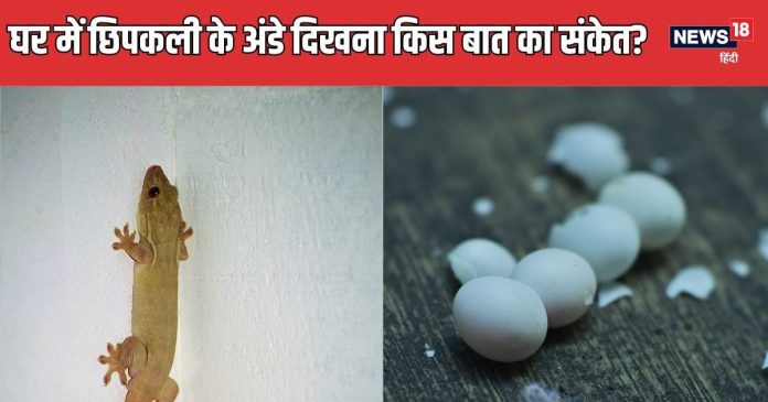 छिपकली का अंडा घर में दिखना शुभ या अशुभ? किस