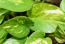 बंद किस्मत का ताला खोल सकता है ये पौधा, ऋषिकेश के पुजारी से जानें इसका महत्व