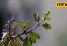 भाद्रपद महीने में तुलसी पर अर्पण करें ये पांच चीज, घर में माता लक्ष्मी का होगा वास, ज्योतिषी से जानें