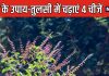 मां लक्ष्मी का प्रतीक है तुलसी, भादो में पूजा के साथ इन 4 चीजों को करें अर्पित, खत्म होगी धन से जुड़ी समस्या!