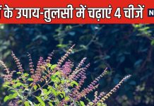 मां लक्ष्मी का प्रतीक है तुलसी, भादो में पूजा के साथ इन 4 चीजों को करें अर्पित, खत्म होगी धन से जुड़ी समस्या!