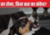 रात में कुत्ते का घर के बाहर रोना, क्या होने वाली है कोई अनहोनी? जानें डॉग का रोना शुभ है या अशुभ संकेत
