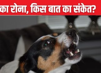 रात में कुत्ते का घर के बाहर रोना, क्या होने वाली है कोई अनहोनी? जानें डॉग का रोना शुभ है या अशुभ संकेत