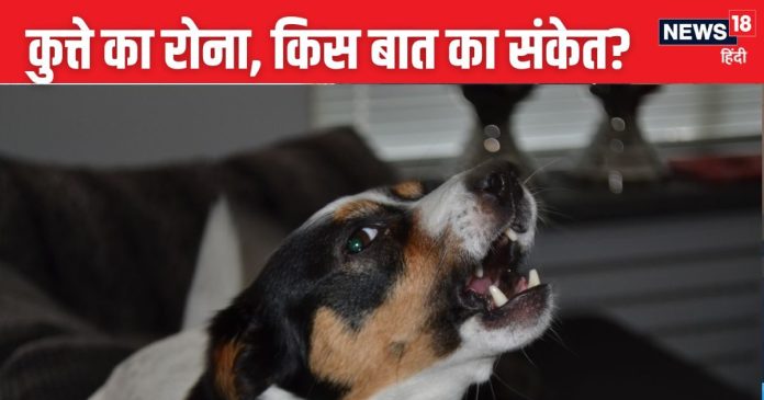 रात में कुत्ते का घर के बाहर रोना, क्या होने