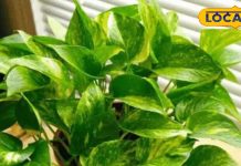 वास्तु शास्त्र के अनुसार किस दिशा में लगाना चाहिए मनी प्लांट? ऋषिकेश के विद्वान से जानें सब