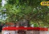 समुंद्र मंथन से उत्पन्न हुए 14 रत्नों में से एक है ये वृक्ष, 5000 साल से भी…