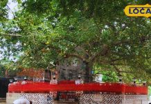 समुंद्र मंथन से उत्पन्न हुए 14 रत्नों में से एक है ये वृक्ष, 5000 साल से भी…