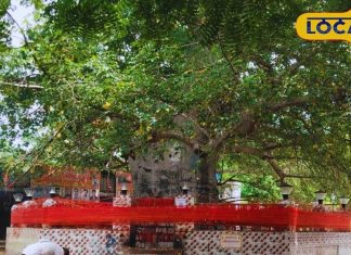 समुंद्र मंथन से उत्पन्न हुए 14 रत्नों में से एक है ये वृक्ष, 5000 साल से भी…