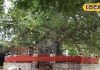 समुद्रमंथन में निकला था यह पेड़, 5 हजार साल से अधिक है पुराना, स्वर्ग से धरती पर लाए थे कृष्ण!