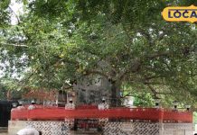 समुद्रमंथन में निकला था यह पेड़, 5 हजार साल से अधिक है पुराना, स्वर्ग से धरती पर लाए थे कृष्ण!