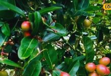 डायबिटीज के कारण बढ़ रहा कोलेस्ट्रॉल लेवल, तो इस मौसमी फल का करें सेवन, कई बीमारियों को कर सकता है छूमंतर